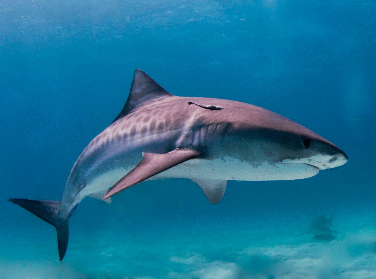 16 Fascinating Facts About Sharks in Hawai'i Every Local Should Know