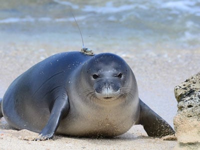 Kaimana Monk Seal Teaser