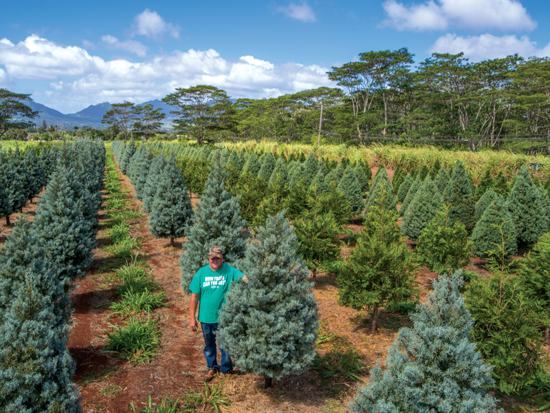 Calabash Helemano Farms Christmas Tree