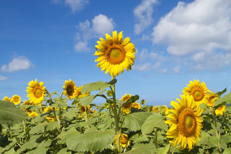 Sunflower Fields North Shore
