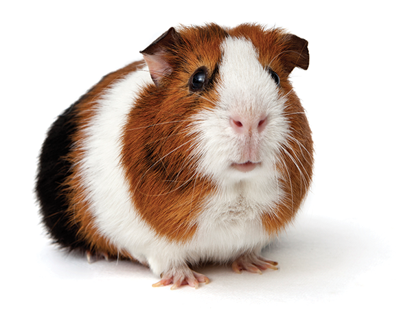 Guinea Pig