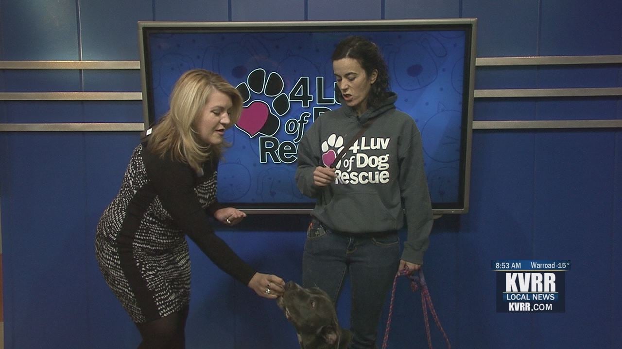 Pet Connection: Meet Susan - KVRR Local News