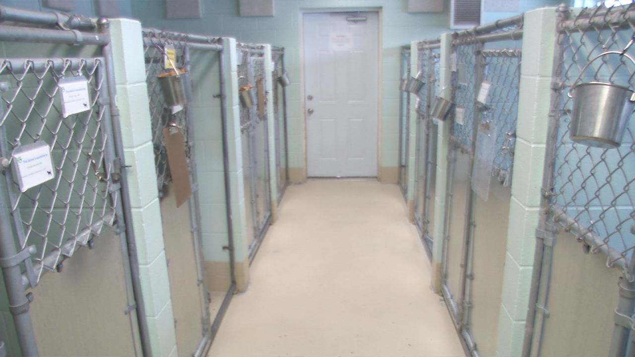 Homeward Animal Shelter Gets a "DogGone" Good Start to the New Year