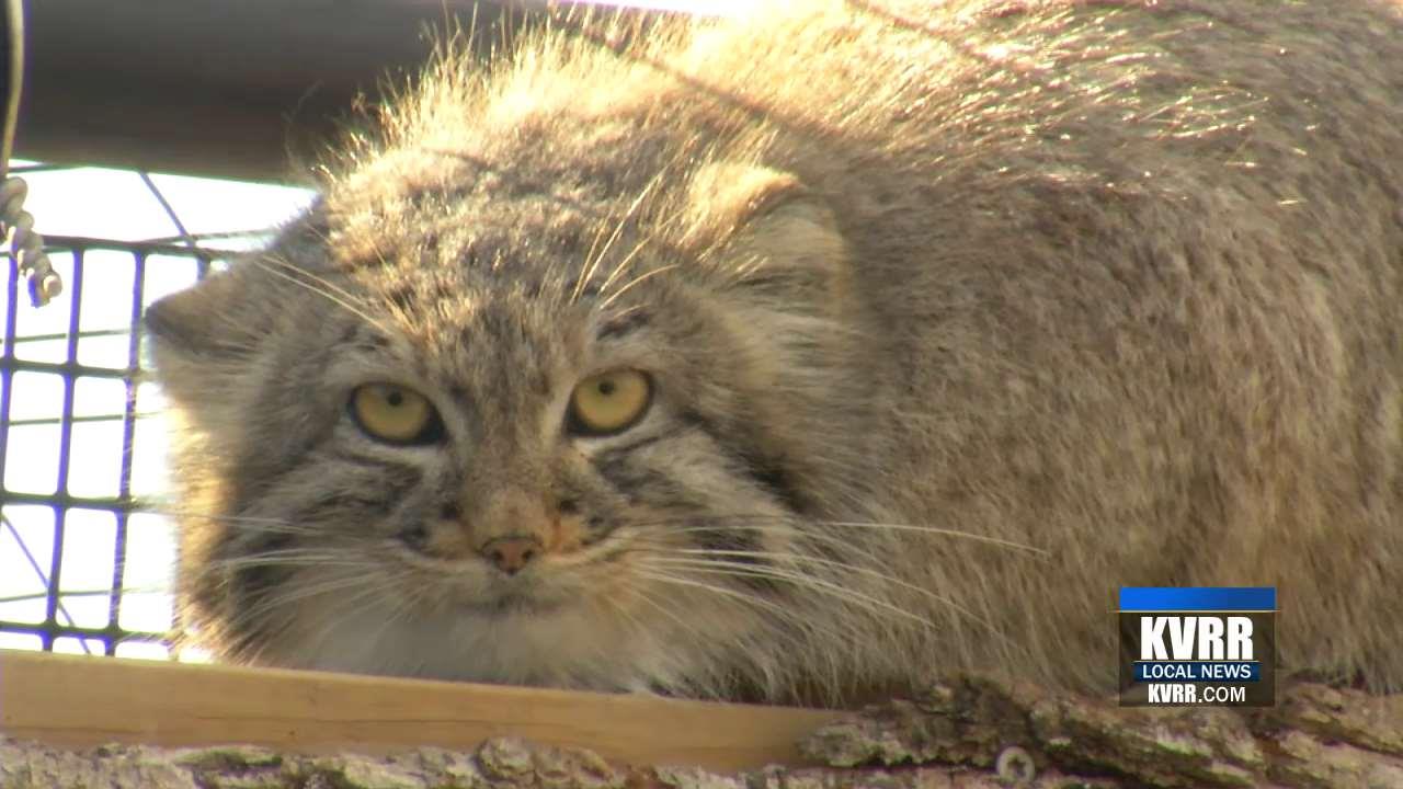 🔥 The oh so floofy Pallas Cat. Sadly not a domestic house cat