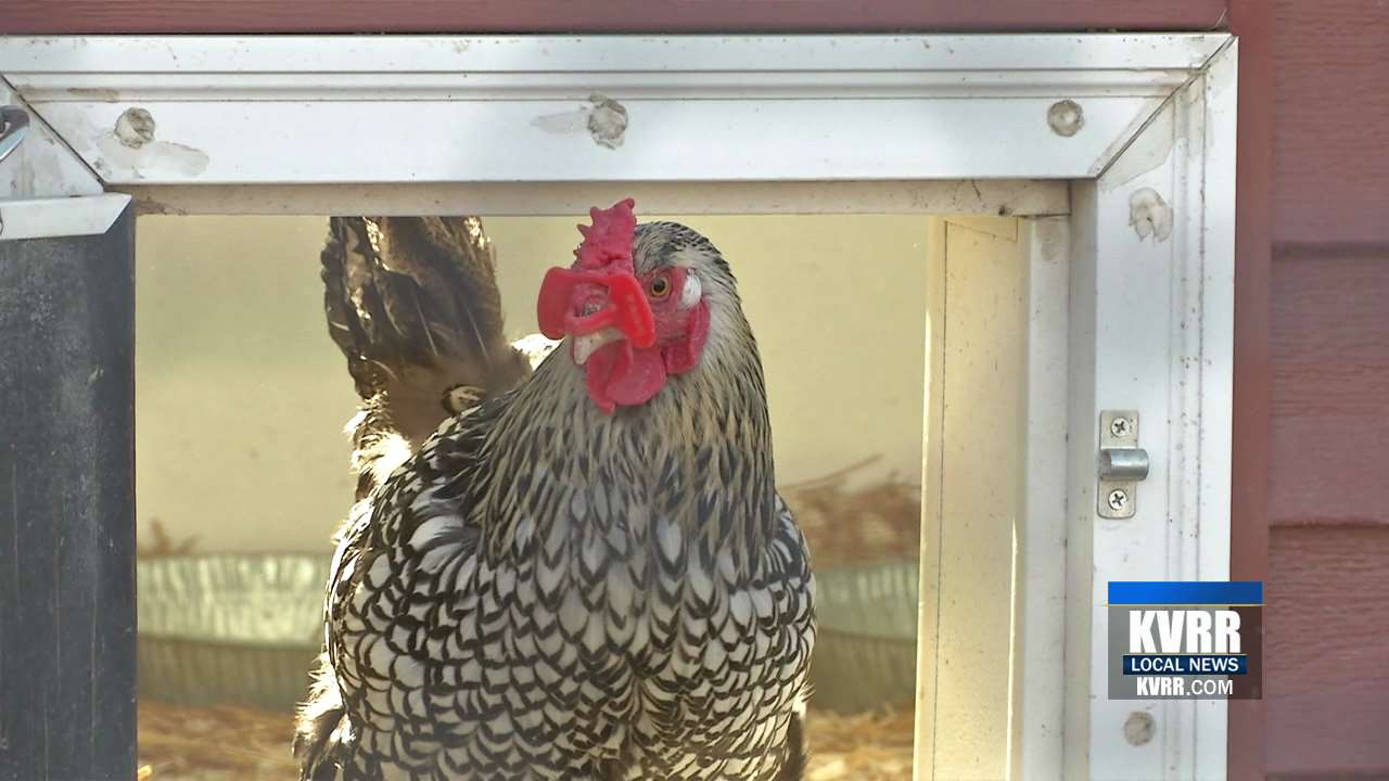 Fargo Commissioners Cleaning the Coop of Vague Backyard Chicken Laws