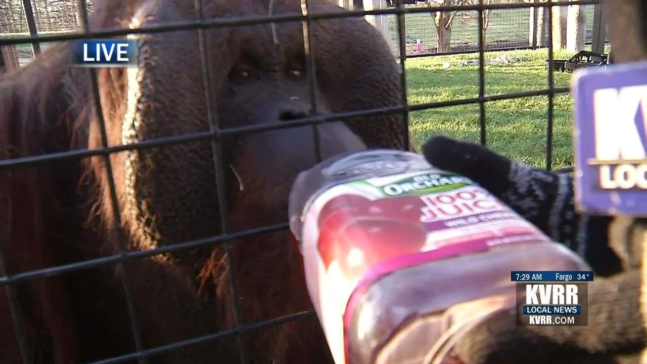 LIVE Chahinkapa Zoo Opens For the Spring Season KVRR Local News