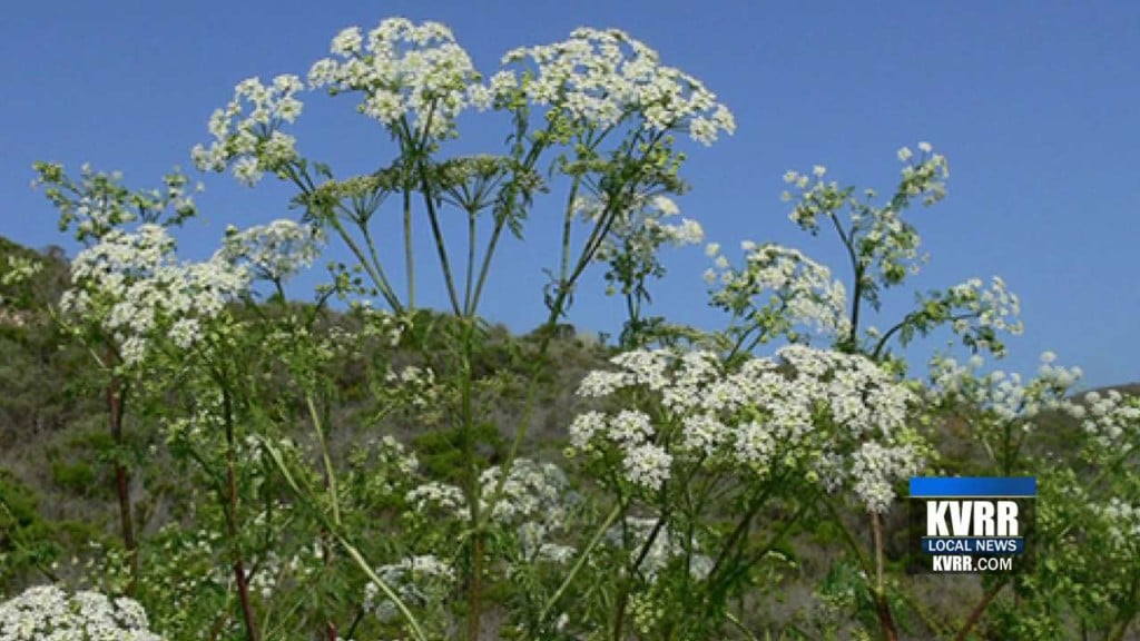 Minnesota Ag Officials Warn of Poison Hemlock Growth KVRR Local News