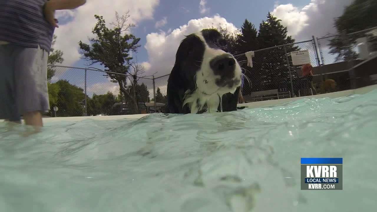 Moorhead's South Park Wading Pool Hosts Annual Doggy Dip KVRR Local News