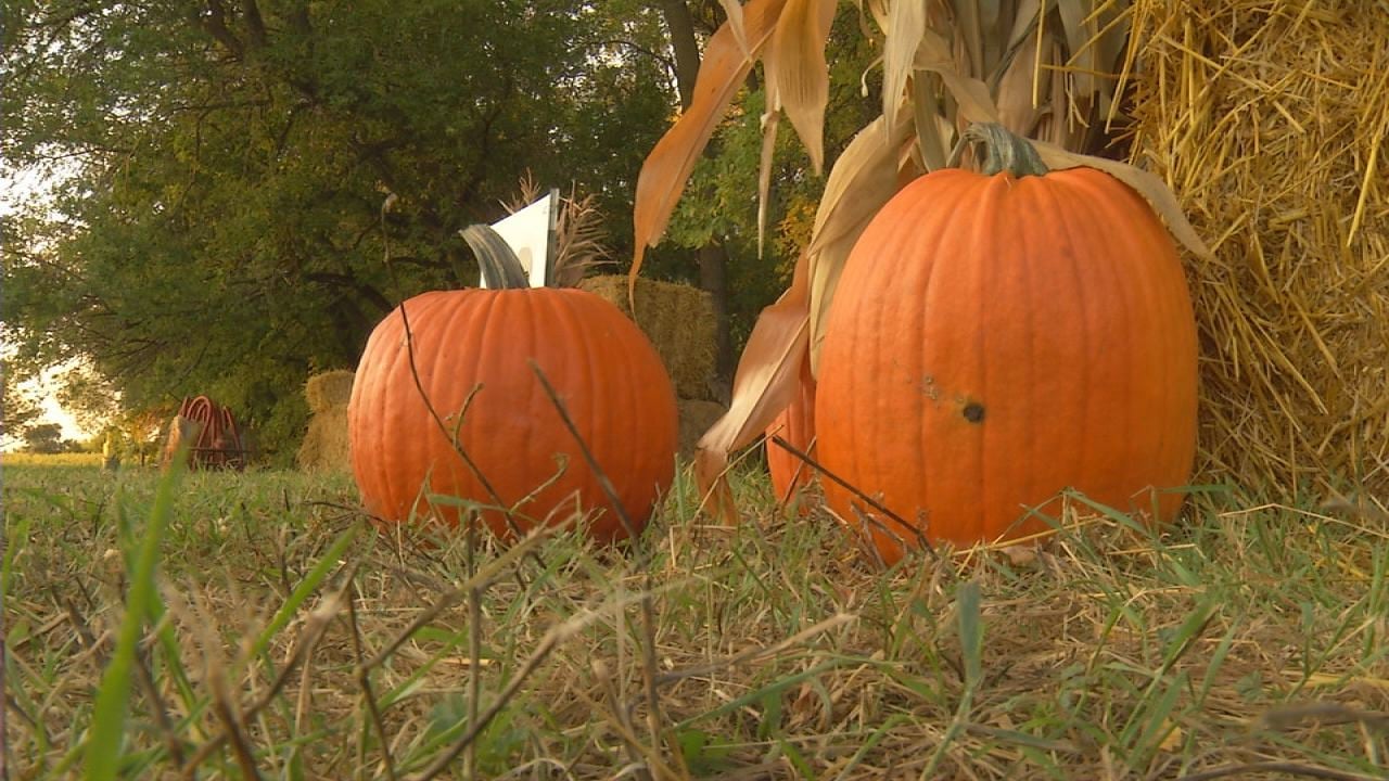 lil bitz pumpkin patch fargo