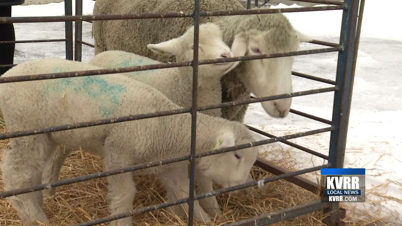 Sheep visit KVRR for National Farm Animal Day - KVRR Local News