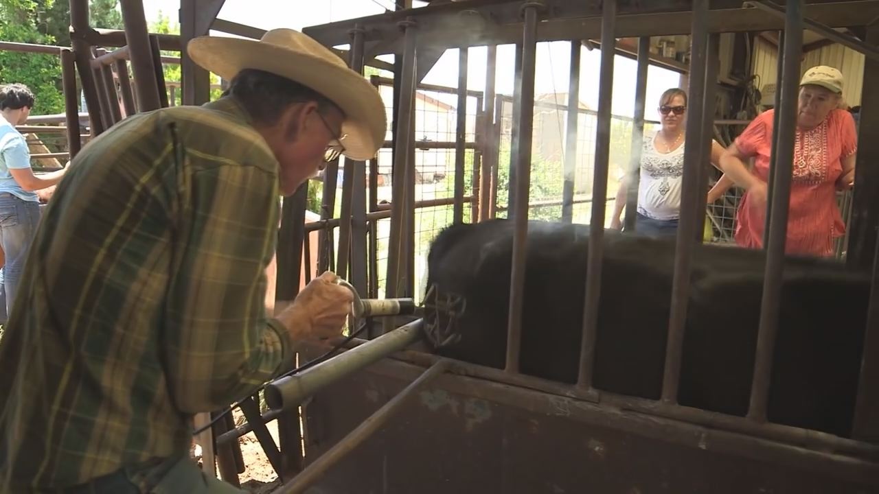 North Dakota Livestock Branding Renewal KVRR Local News