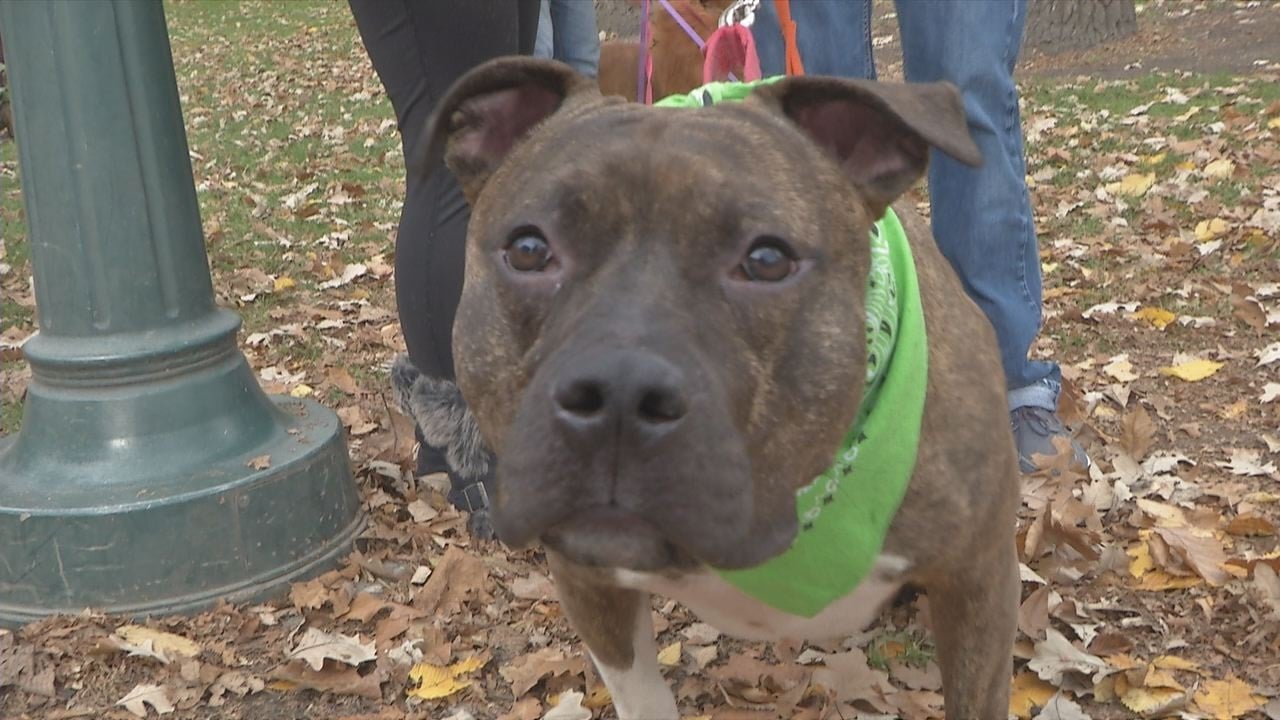 Williston dog owners file civil suit to end pit bull ban KVRR Local News