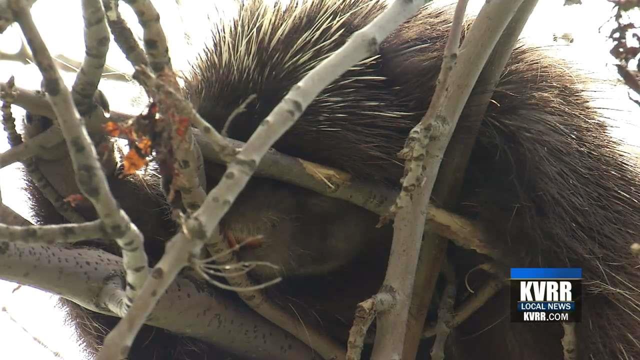 Red River Zoo Builds New Home for their Porcupines KVRR Local News