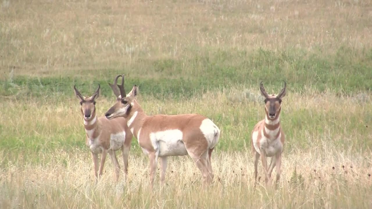 North Dakota Hunters Still Time to Get Pronghorn License KVRR Local News