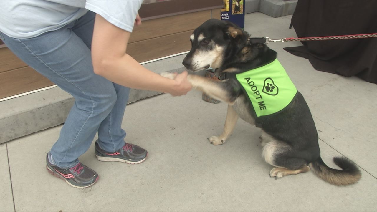 Homeward Animal Shelter Holds Pet Adoption Event