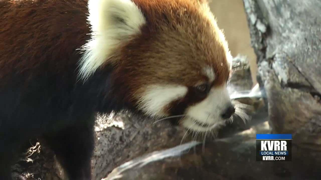 Red River Zoo Protects and Breeds Endangered Red Panda - KVRR Local News