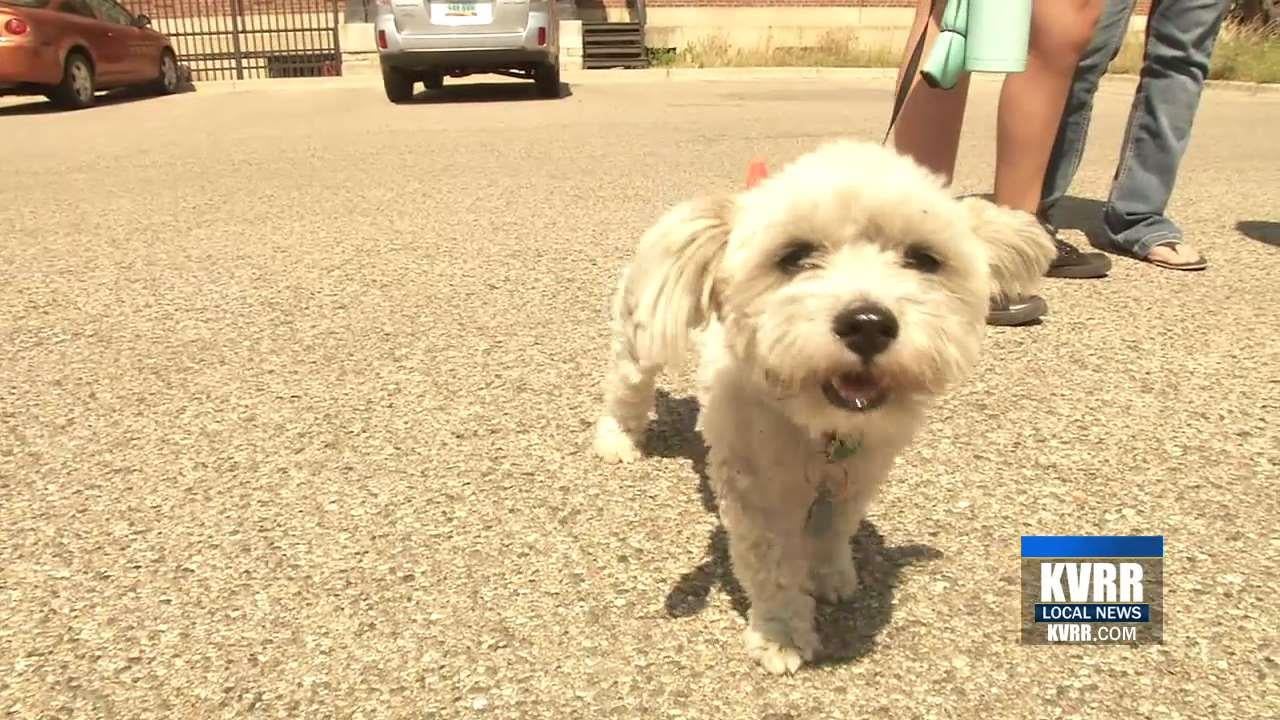 Kids Show Off Their Pets and Stuffed Animals at Moorhead Library's Pet Show