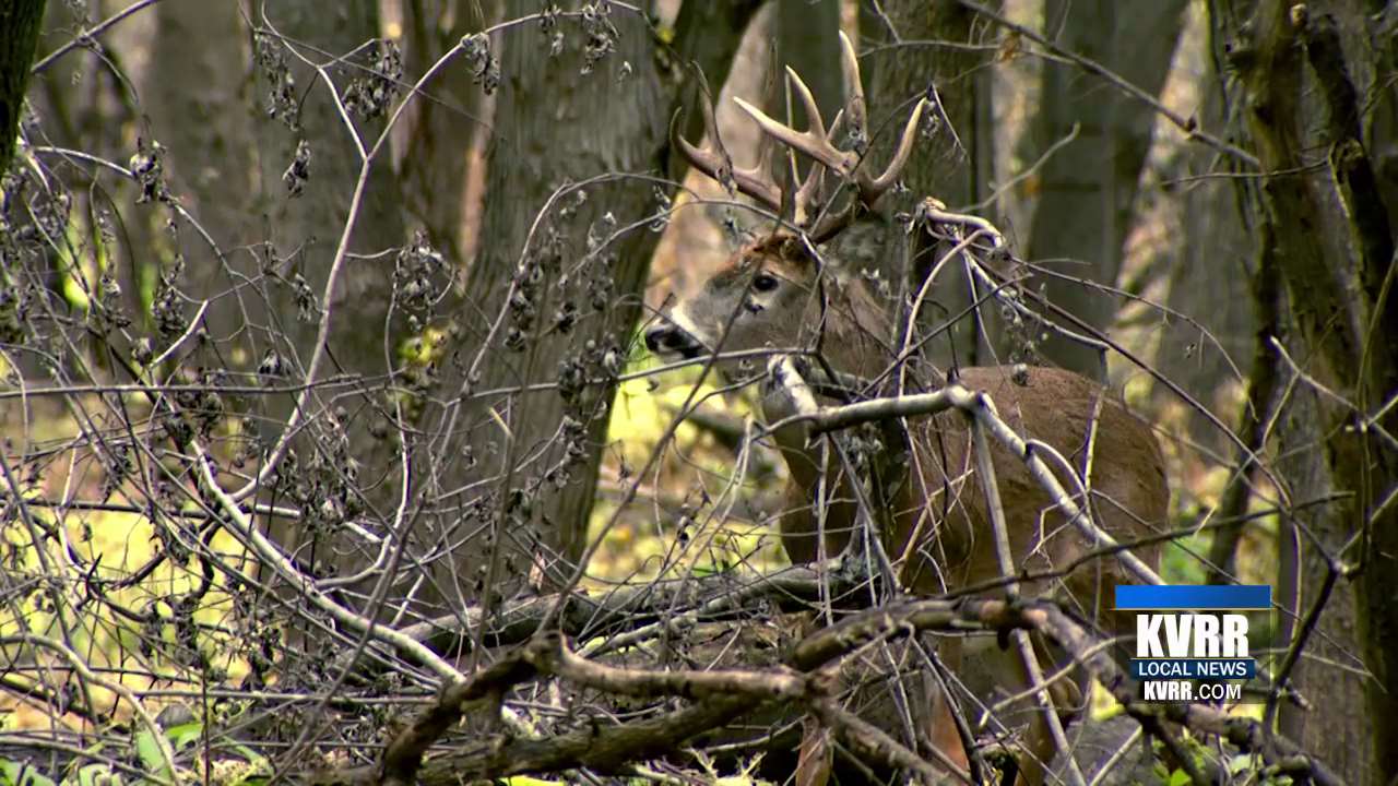 Hunters Get Ready for Minnesota Gun Deer Season Opener KVRR Local News