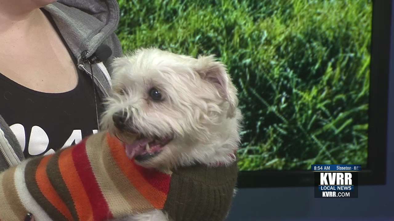 Pet Connection Meet Sweet Pea Kvrr Local News