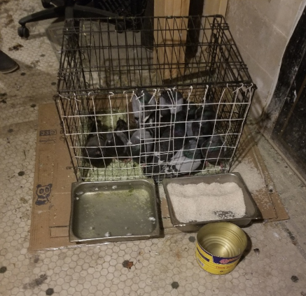 Caged Pigeons Found At King House Buffet In Fargo - KVRR Local News