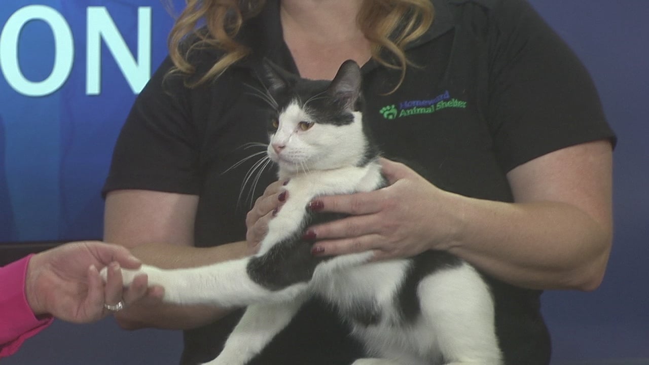 LIVE: Pet Connection: Meet Merlin - KVRR Local News