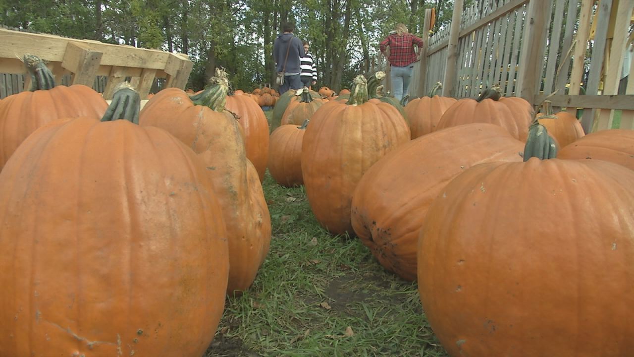 lil bitz pumpkin patch fargo