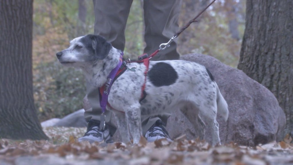 can a dog run a marathon