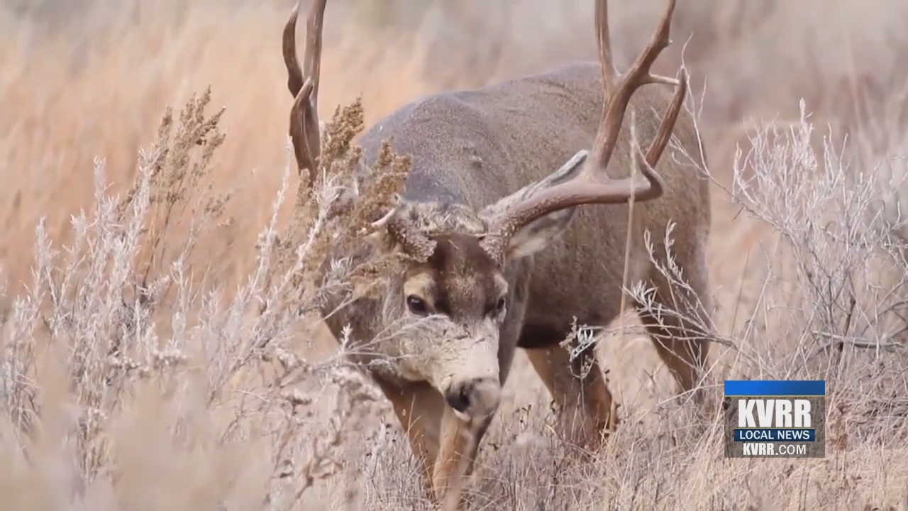 Fargo City Commission votes to end bow hunting of deer within city