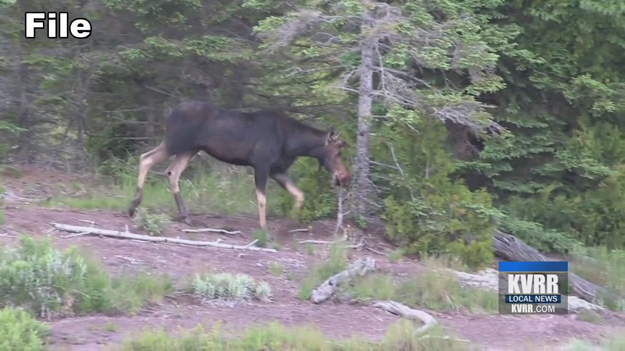 ND Moose, Elk & Bighorn Sheep application due before midnight KVRR