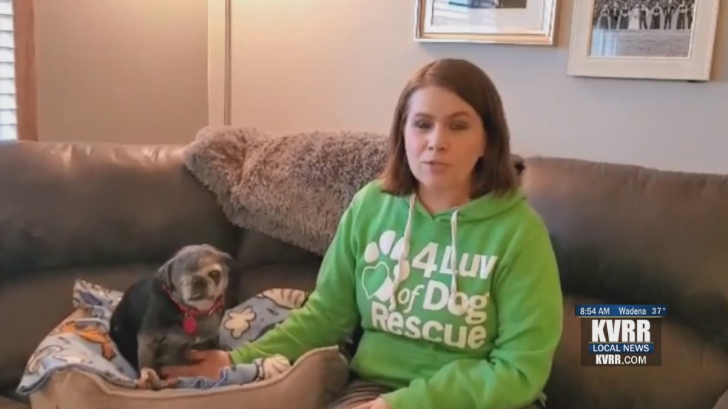 Pet Connection