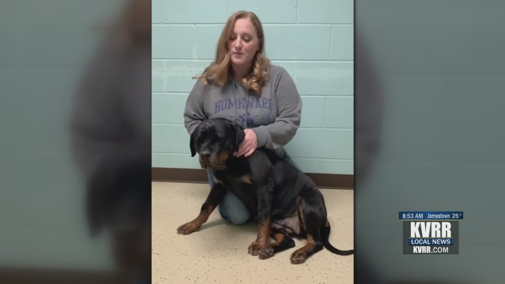 Pet Connection