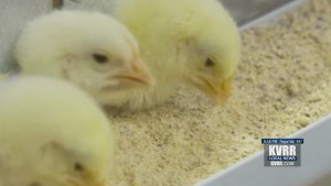 Chickens
