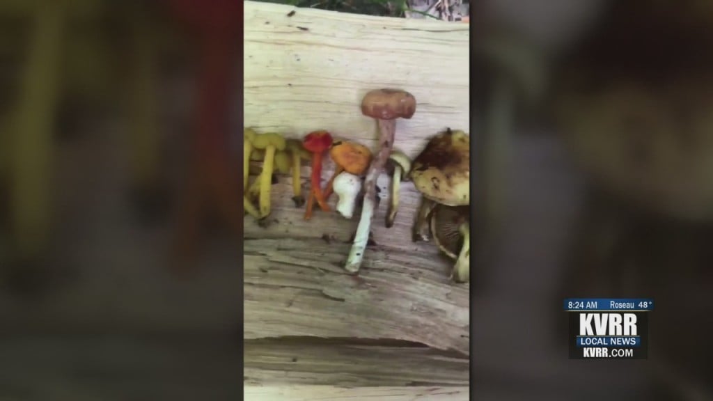 Mushrooms