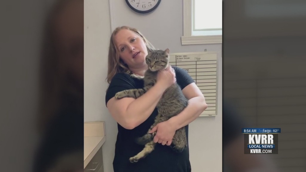 Pet Connection
