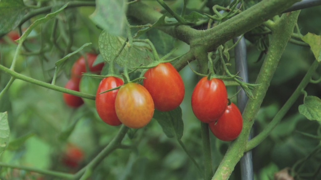 Melinda's Tomatoes