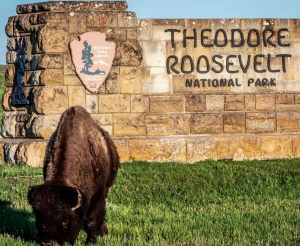 Theodore Roosevelt Nat Park Bison
