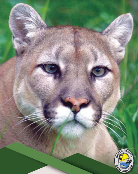 Mountain Lion Ndgf Photo 1