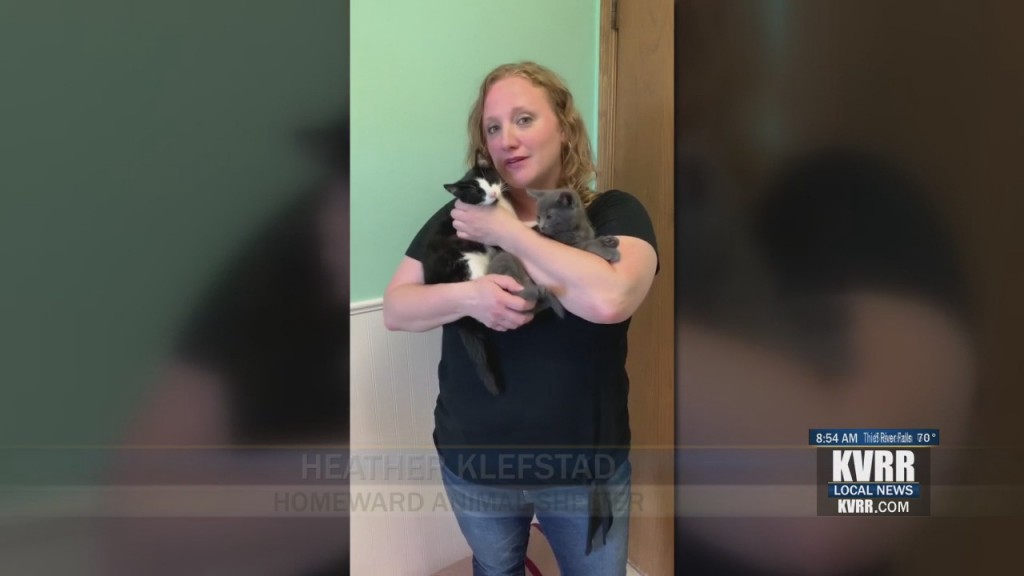 Pet Connection