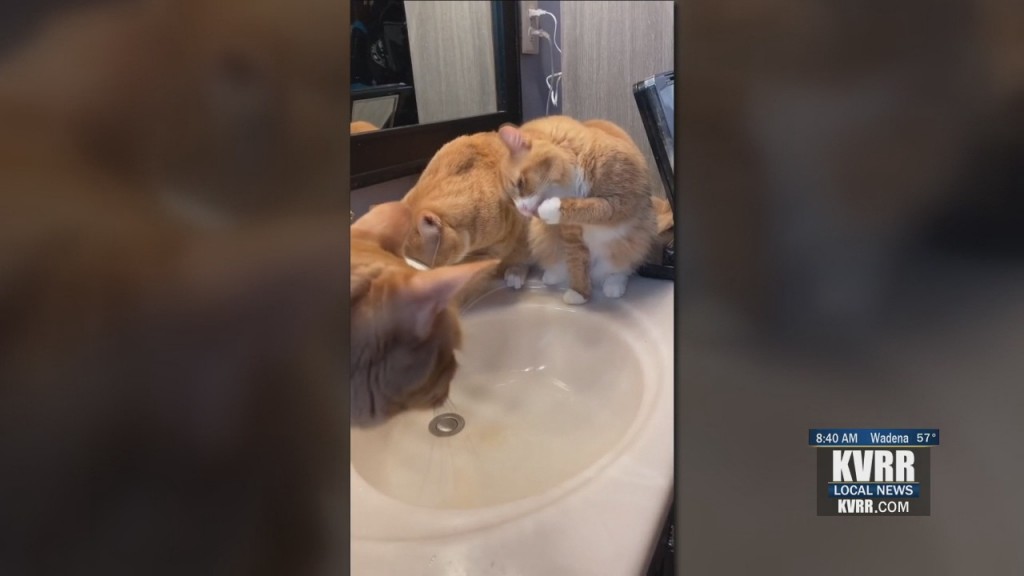 Soc Dis Cats