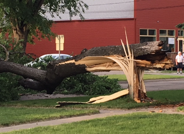 Tree Down 3