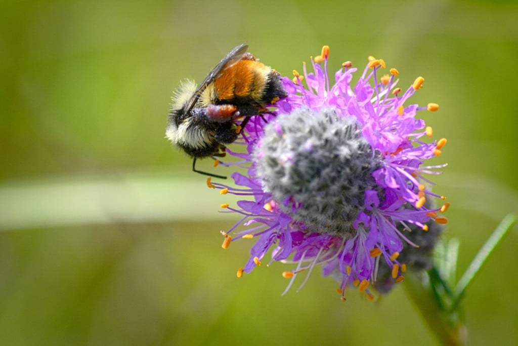 Bee