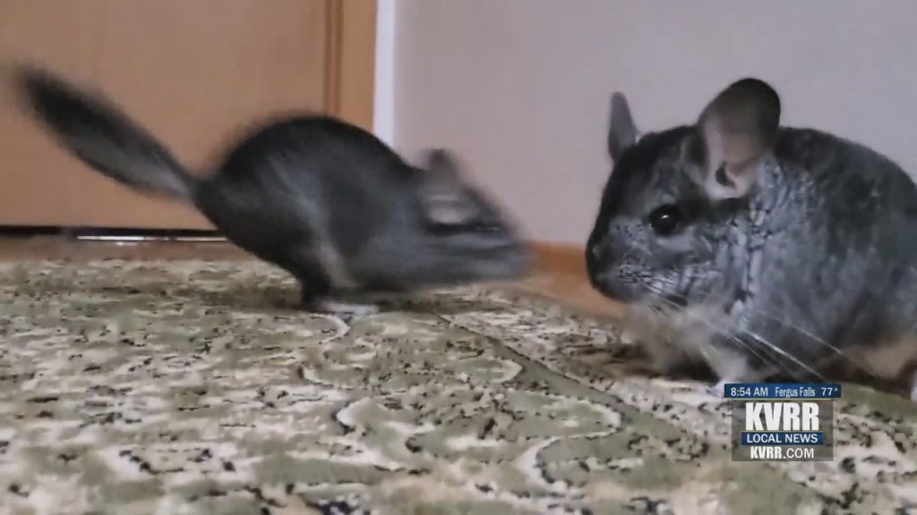 Pet Connection
