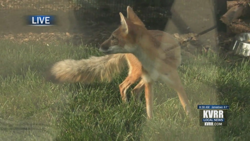 Live Hit Foxes