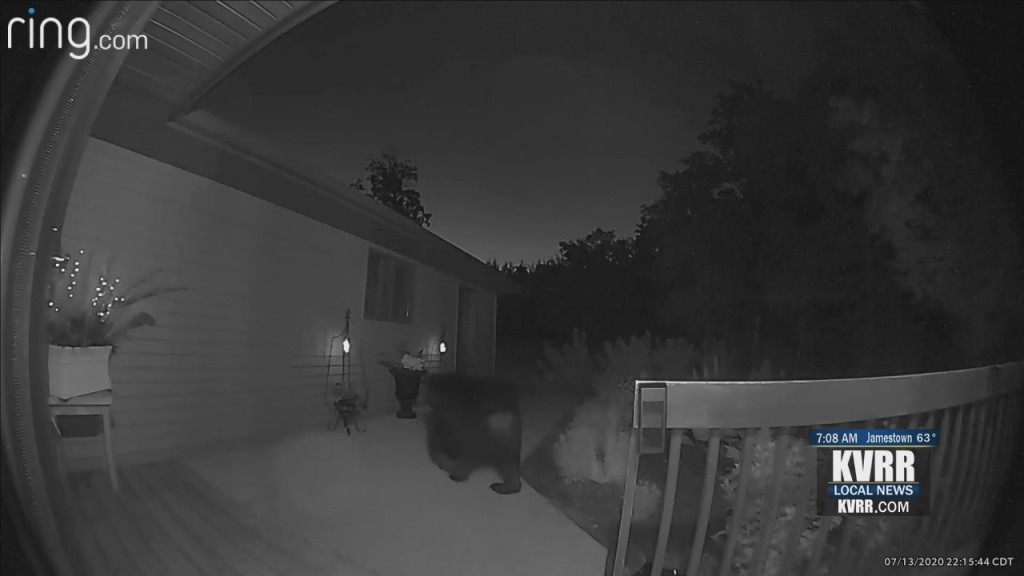Bear