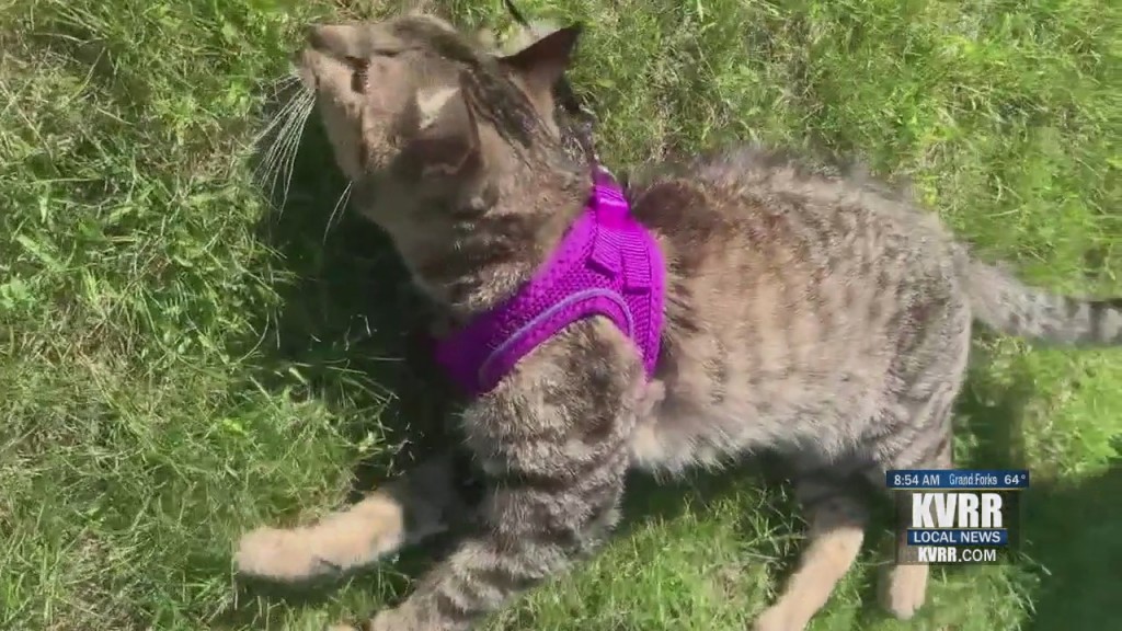 Pet Connection