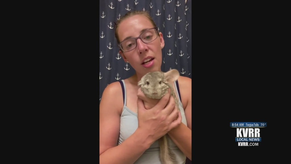 Pet Connection