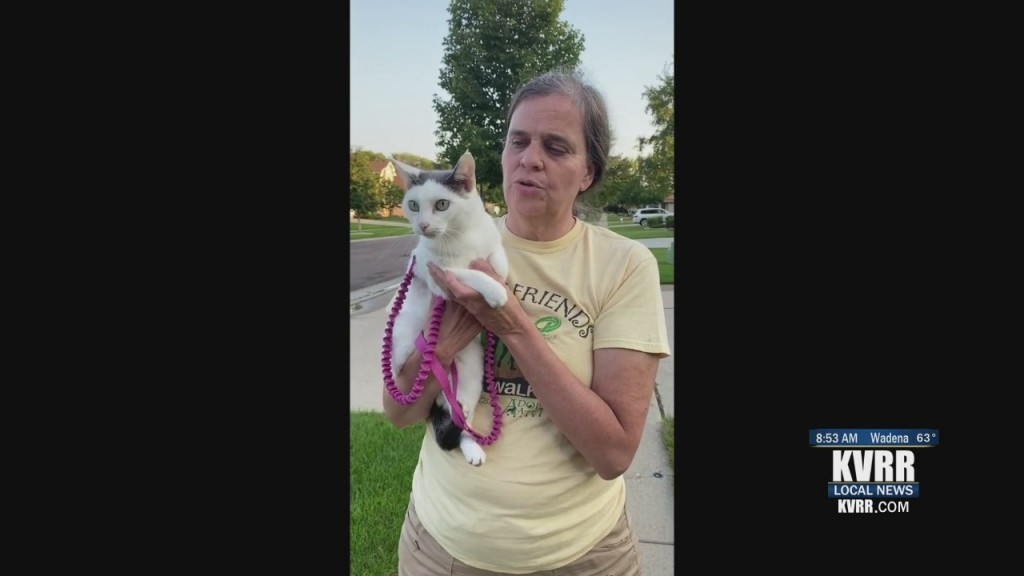 Pet Connection