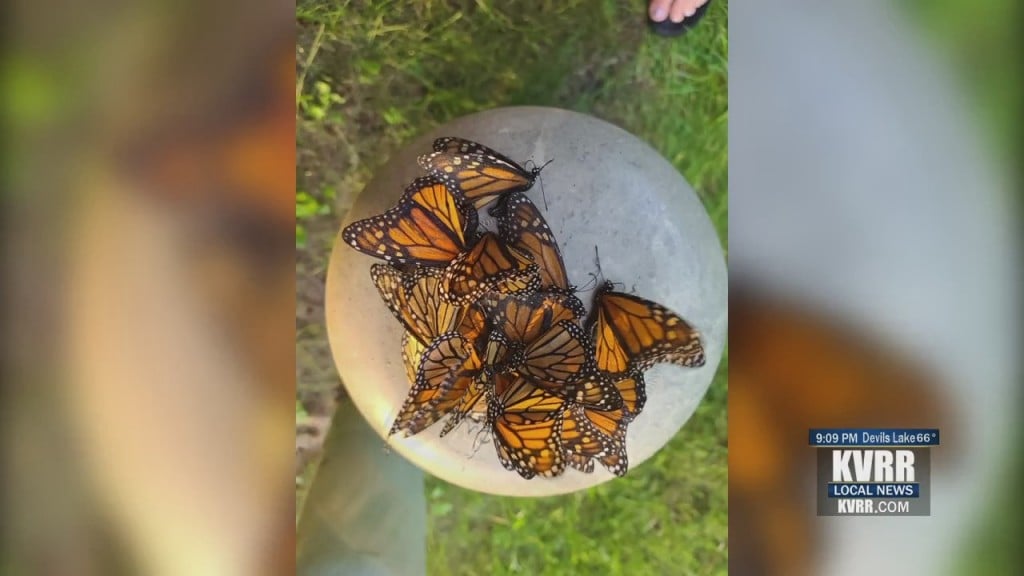 Butterflies