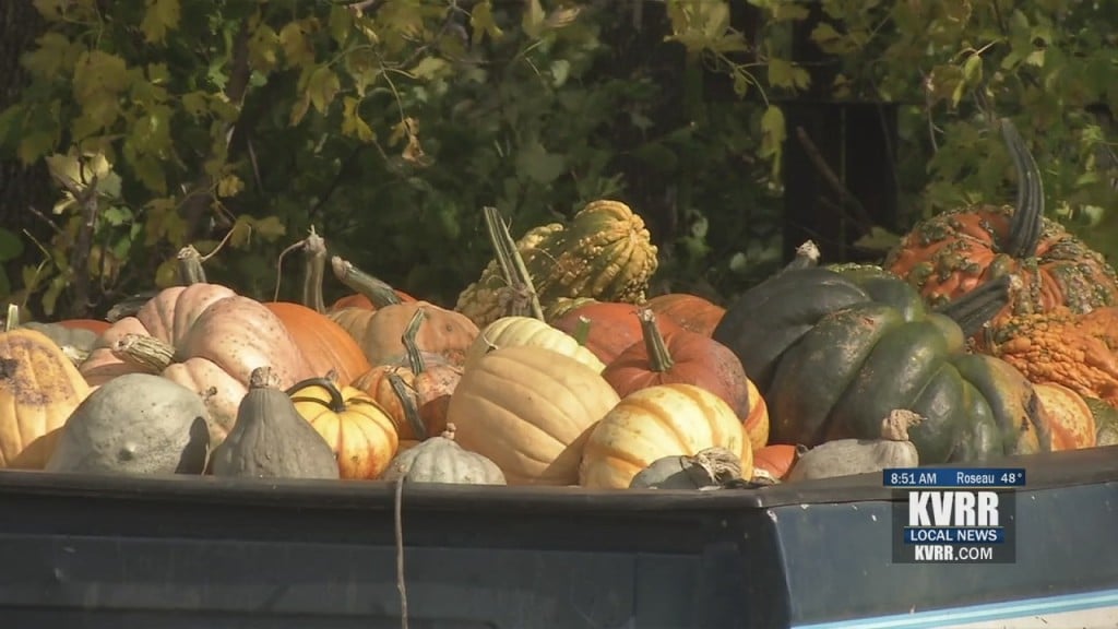Pumpkin Patch