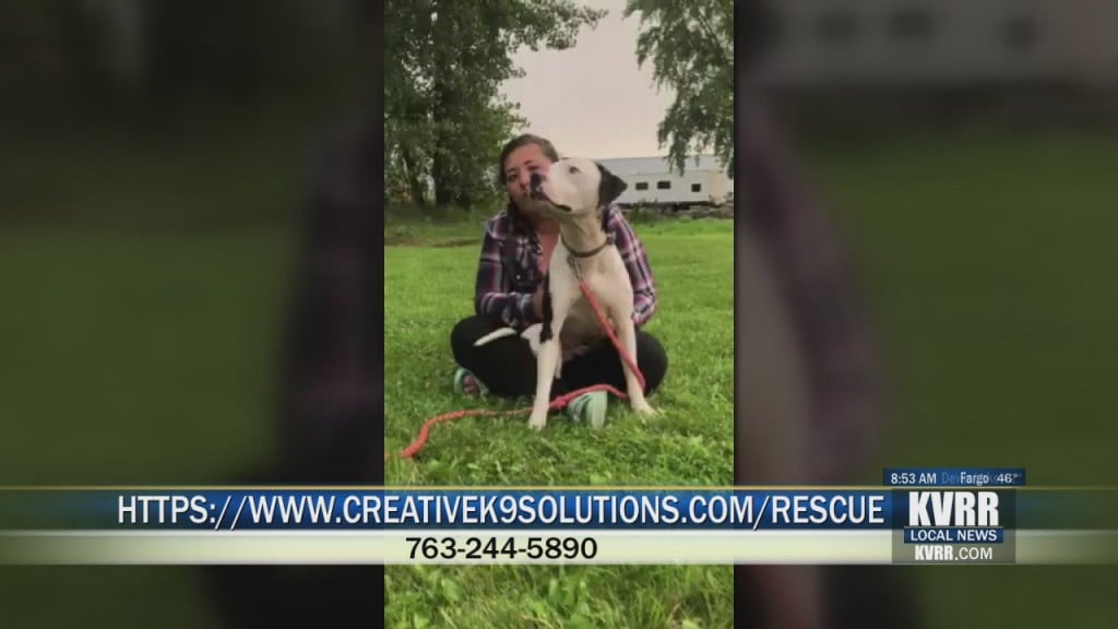Pet Connection Moo